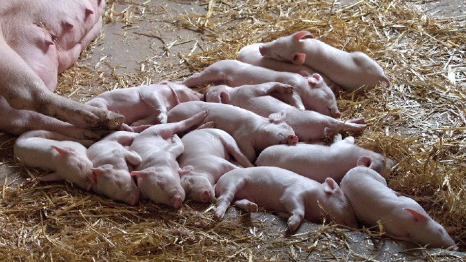 "Porc Crescut Româneşte", iniţiativă pentru sprijinirea fermelor