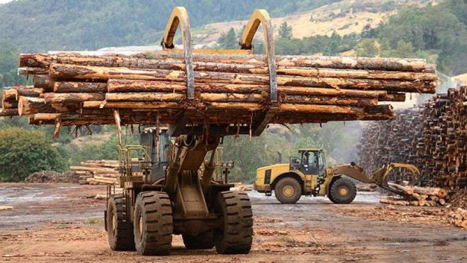 Prețul lemnului de foc a crescut, în România, cu aproximativ 250%