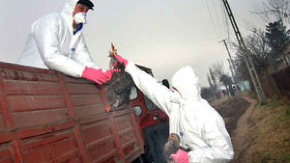 Alertă de gripă aviară în Bucureşti