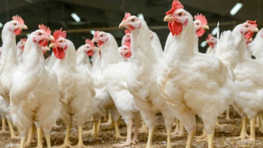 Alertă de gripă aviară în Bucureşti