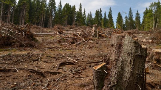 FSC retrage definitiv certificarea pentru lemnul procesat de Schweighofer