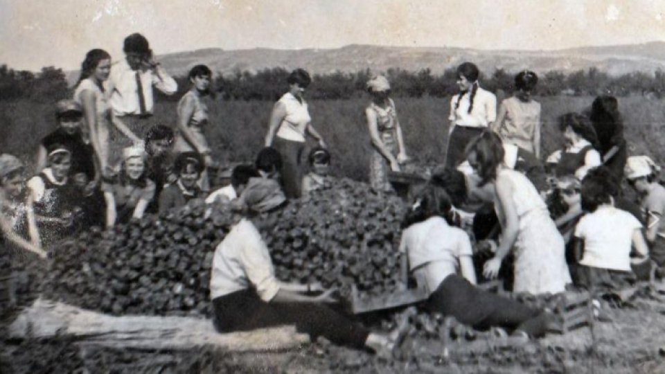 Practica agricolă, de la voluntariat la obligaţie