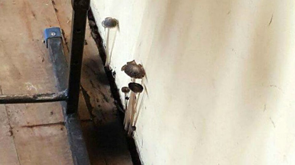 Anchetă în cazul sălii de clasă "în care au crescut ciuperci"