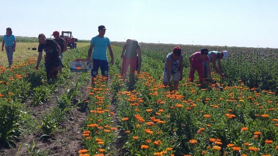Poveste cu iz de lavandă şi... gălbenele
