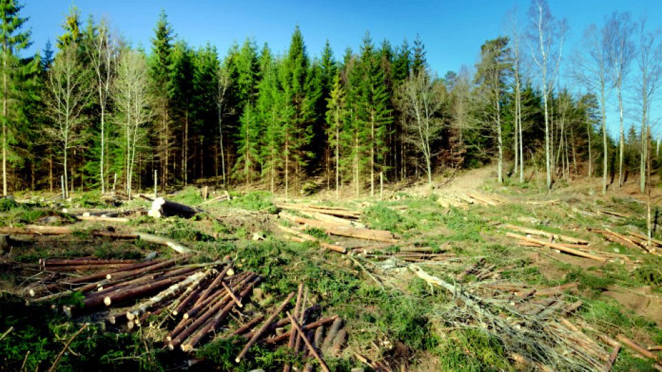 Peste 9.400 de tăieri ilegale de arbori în 2016