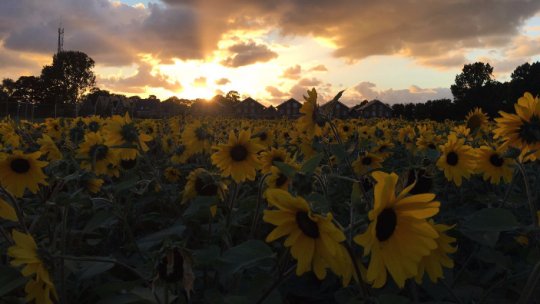 Ceremonie de comemorare a victimelor zborului MH17 în Olanda