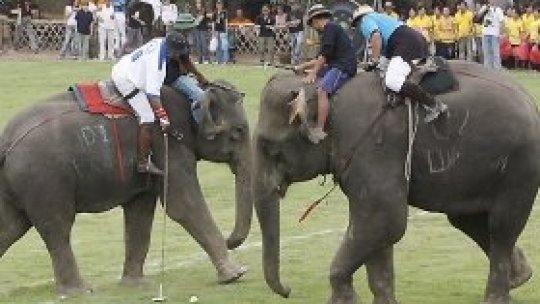 Doi elefanţi sălbatici au fost salvaţi 