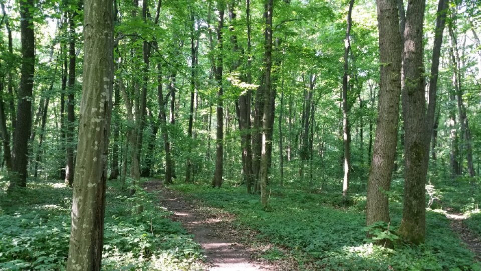 Drumul forestier din Pădurea Băneasa ar putea fi prelungit