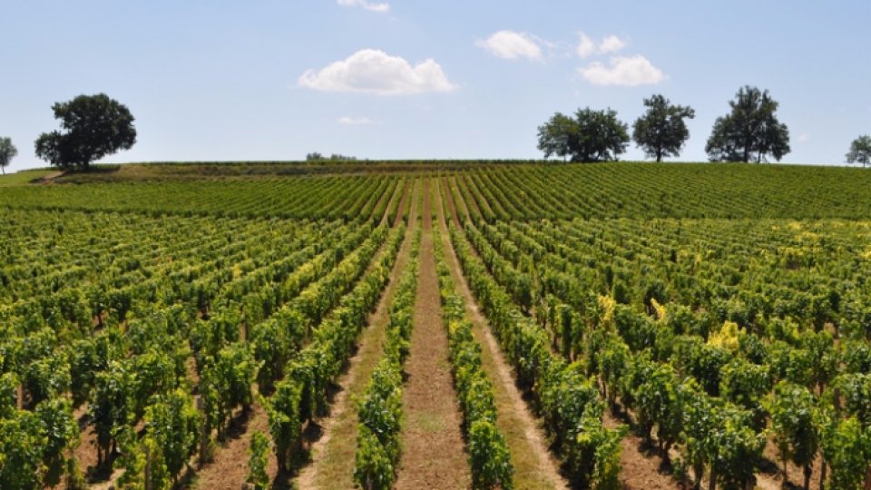 CĂLĂTORII PRIN ŢARĂ - Murfatlar