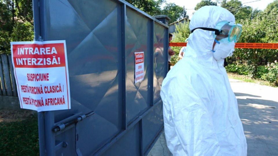Probe de pestă porcină africană confirmate în Vrancea şi Giurgiu