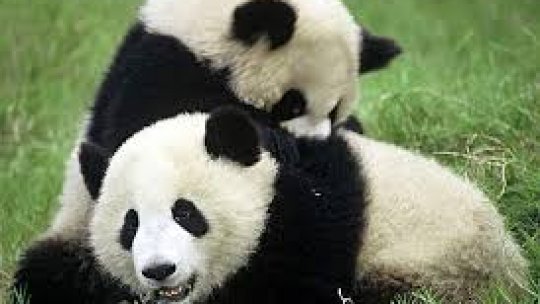 Numărul animalelor sălbatice s-a redus cu 60 la sută în ultimii 44 de ani