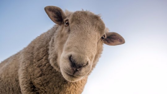 Autorităţile vor sacrifica peste 1.000 de oi la Luduş, judeţul Mureş