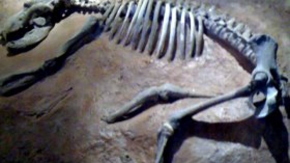Paleontologii au descoperit rămăşiţele unei specii de dinozaur necunoscută