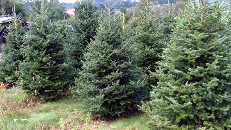 Romsilva pune în vânzare aproape 66.000 de pomi de Crăciun