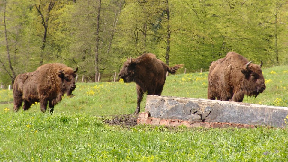Concurs de donaţii de hrană pentru zimbri din judeţul Neamţ