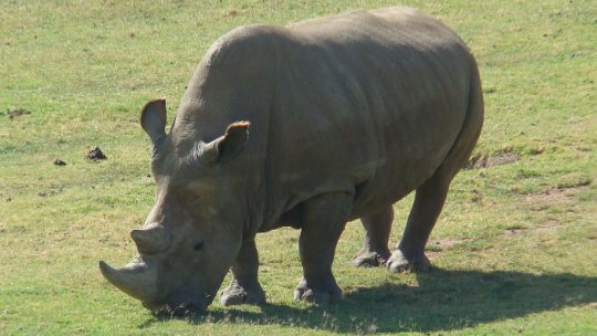 Ultimul mascul de rinocer alb-nordic a murit