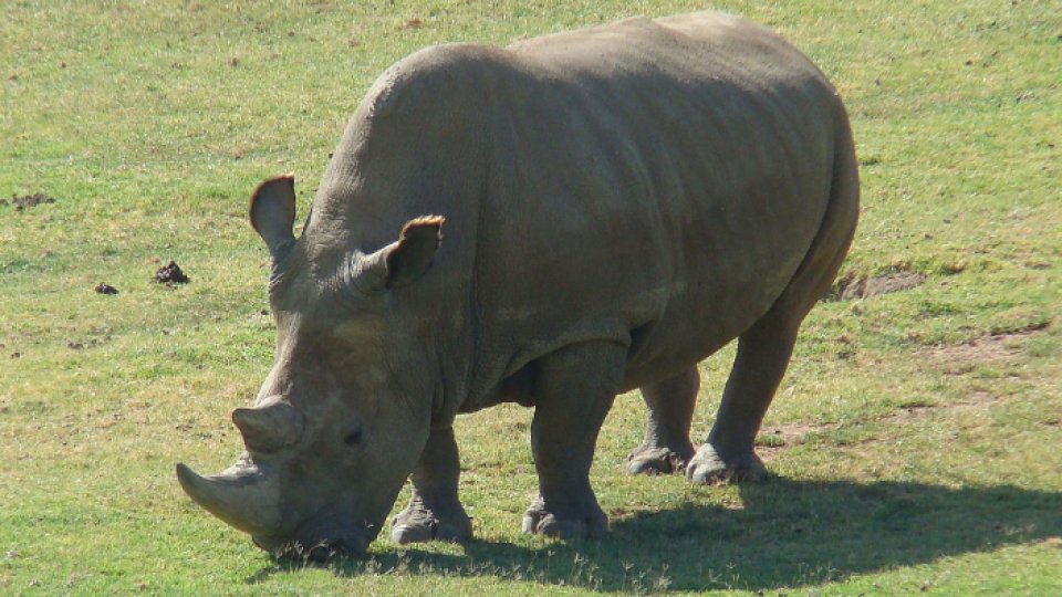 Ultimul mascul de rinocer alb-nordic a murit
