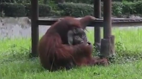 Urangutan filmat în timp ce fuma într-o grădină zoologică din Indonezia
