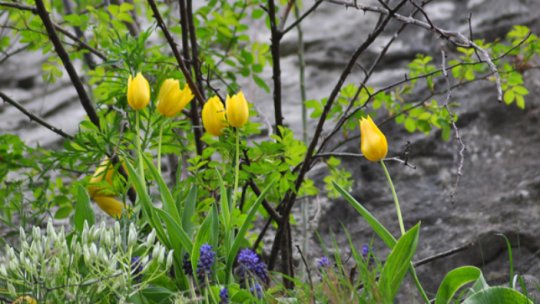 Reportaj LALEAUA GALBENA DE CAZANE