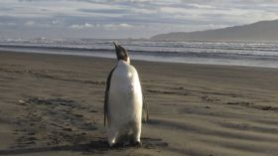 Mii de pinguini morţi pe coasta Noii Zeelande