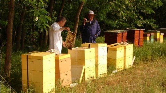 Neonicotinoidele, interzise aproape total în Europa