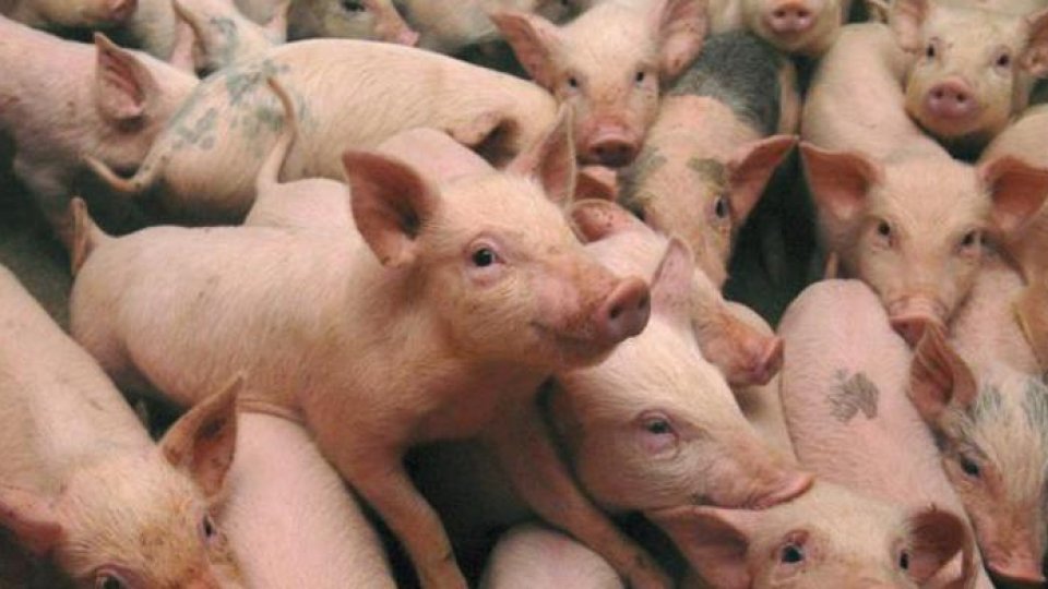 Interdicţie pt porcii vii şi pt carnea de porc din R.Moldova şi din Ucraina