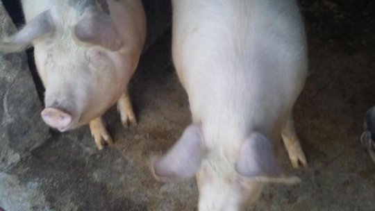 Pestă porcină africană confirmată în Delta Dunării
