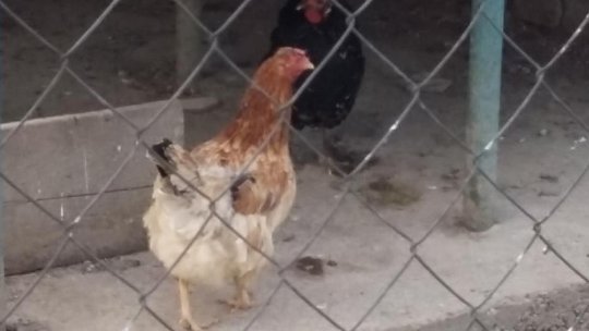 Focar de gripă aviară la 50 de km de România, în satul Doncevo din Bulgaria