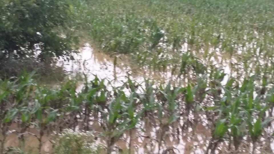 Harghita:Culturi agricole inundate de ploaie ca şi casele din Lunca de Jos