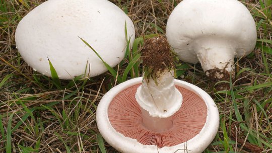 Cum deosebim ciupercile comestibile de cele otrăvitoare