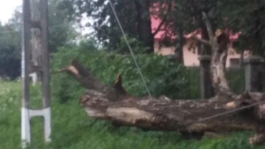 Case avariate, electricitate întreruptă şi copaci doborâţi după ploi