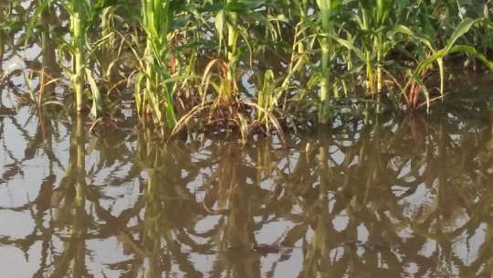 Cartofii au putrezit în pământ pe suprafețe imense în Jud.Harghita