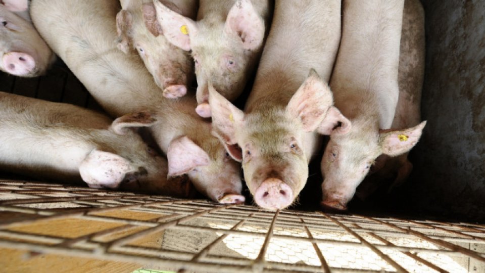 Pesta porcină, confirmată la cea mai mare fermă din România