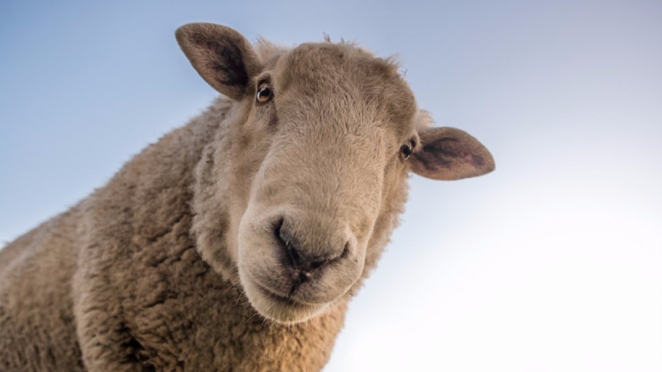 ANSVSA - măsuri pentru importul ovinelor şi caprinelor din Bulgaria