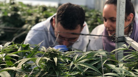 Statul Israel este lider mondial în canabisul medical