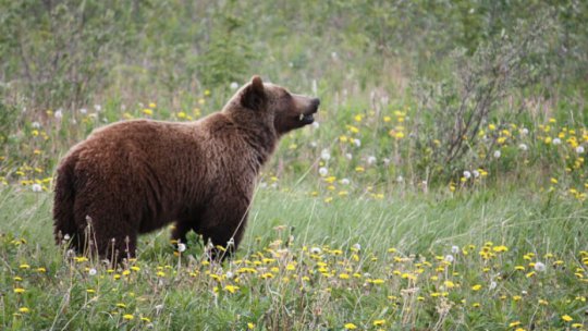 Urșii, tot mai prezenți în zonele locuite