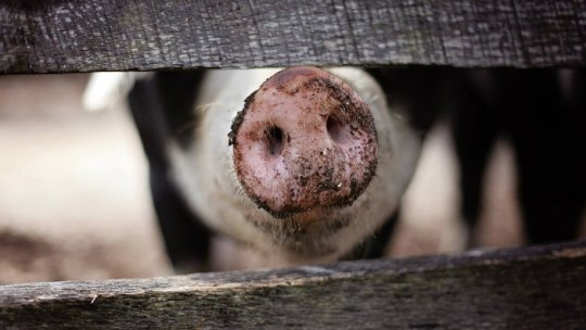  Amenzi pentru comerţ ilicit cu porci în Covasna