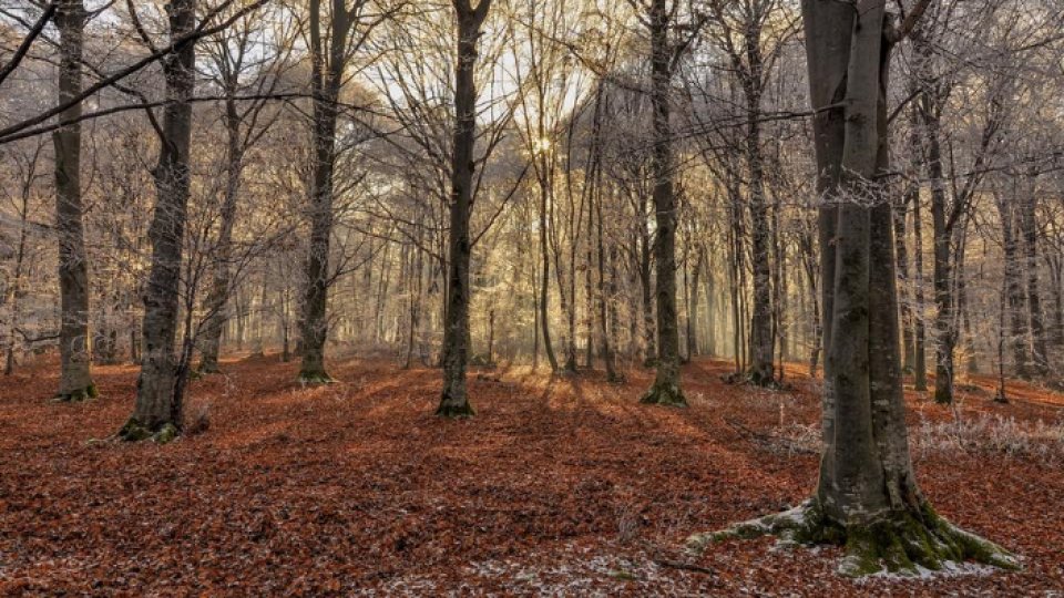Perdelele forestiere de protecţie