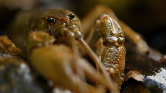 O nouă specie de raci descoperită în judeţul Bihor