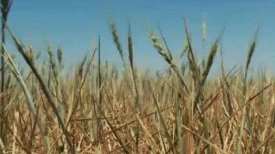 Fermierii pot depune cererile unice de plată pentru acest an