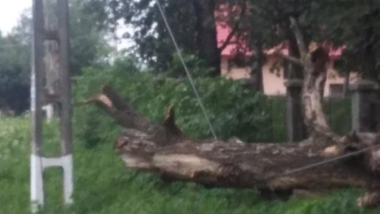 Copaci căzuţi în judeţul Braşov din cauza vântului puternic