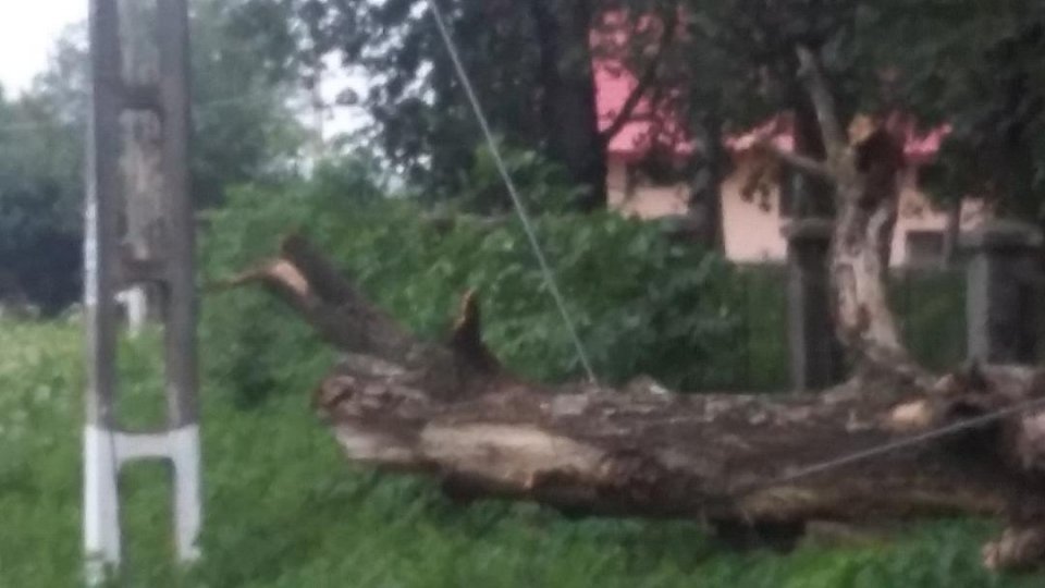 Copaci căzuţi în judeţul Braşov din cauza vântului puternic