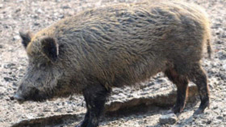 Satu Mare: Numeroase leşuri de porci mistreţi, pe fondurile de vânătoare