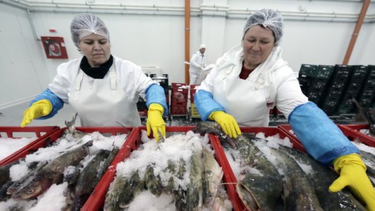 Procurorii aşteaptă rezultatele privind peştele contaminat pescuit ilegal