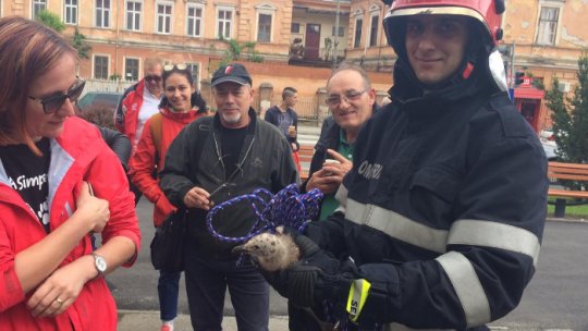 Pui de pescaruş, salvaţi în centrul Sibiului