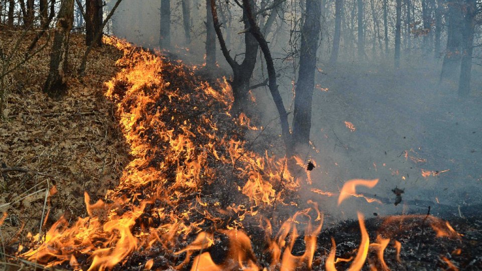 Incendii puternice în Portugalia