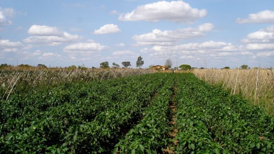 Tinerii fermieri vor beneficia de terenuri agricole concesionate 