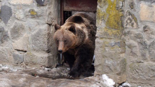Urs lovit de un autoturism pe DN 1, lângă Scoreiu, judeţul Sibiu