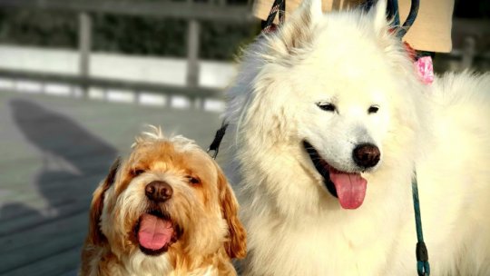 Poliţia Animalelor ar putea deveni operaţională pană la sfârşitul anului