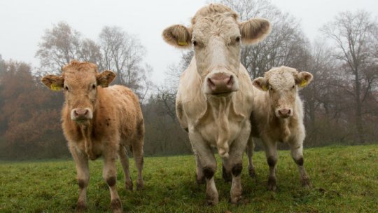 Germania cere ca UE să susţină fermele de lapte